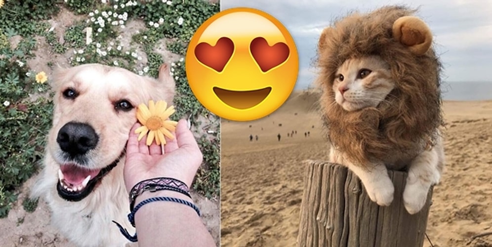 Bu Kadar da Tatlı Olunmaz ki! Minnoşlukta Doktora Yapmış Sevmelere Doyamayacağınız 23 Hayvan