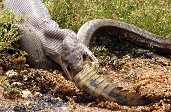 7. Сетчатый питон - порода змей, обитающих преимущественно в Азии. Они становятся особенно опасны, когда дорастают длины в 3 метра.