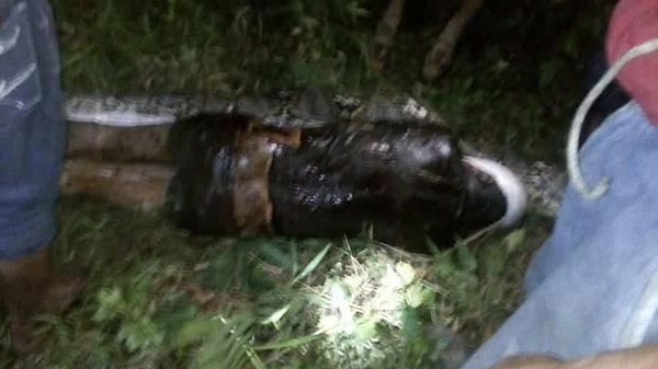 4. На ужасающих кадрах видно, что змея проглотила парня целиком, предварительно задушив.