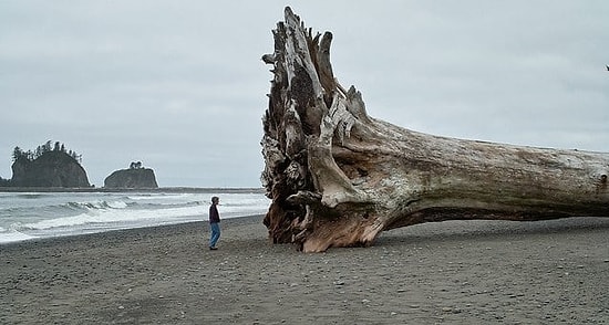Если не сможете досмотреть эти фото до конца, у вас мегалофобия