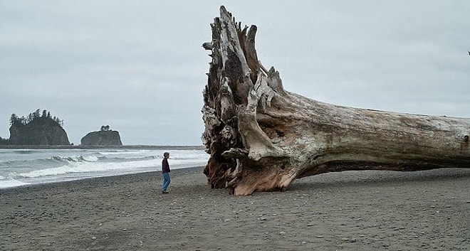 Если не сможете досмотреть эти фото до конца, у вас мегалофобия