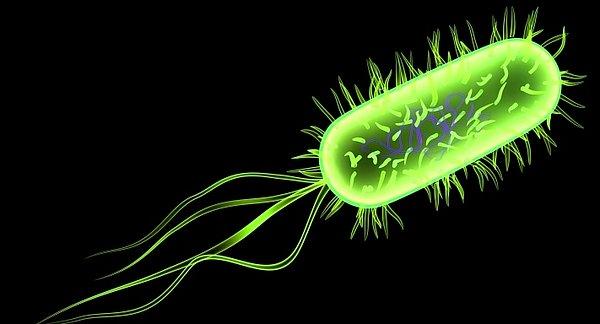 Bu deney için bilim insanları bir bağırsak bakterisi olan E.coli'yi kullandı.