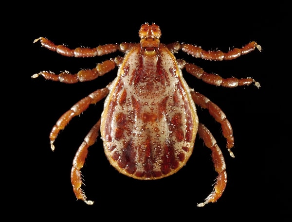 2. Пятнистая лихорадка Скалистых гор