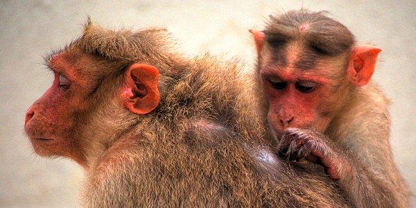 Maymun türlerinin birbirlerinin sırtındaki parazitleri temizlemesi de altrustik davranışlar arasında yer alıyor.