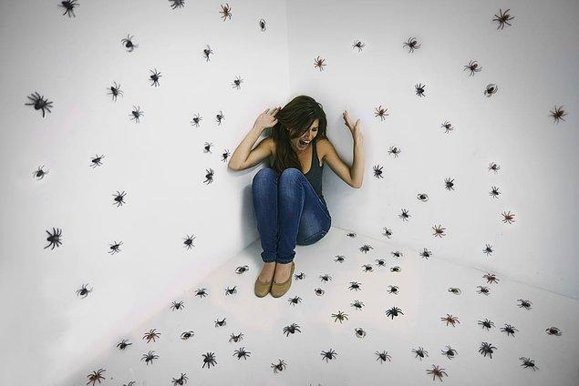 Yakın zamanda Kuzey Karolina'nın yaptığı entomolojik araştırmaya göre, evlerin %100'ü örümcek içeriyor.