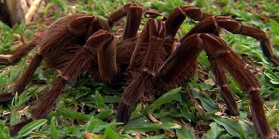 Bir Yılda Bütün İnsanları Yiyebilecek Kapasiteye Sahip Korkutucu Böcek Türü: Örümcekler