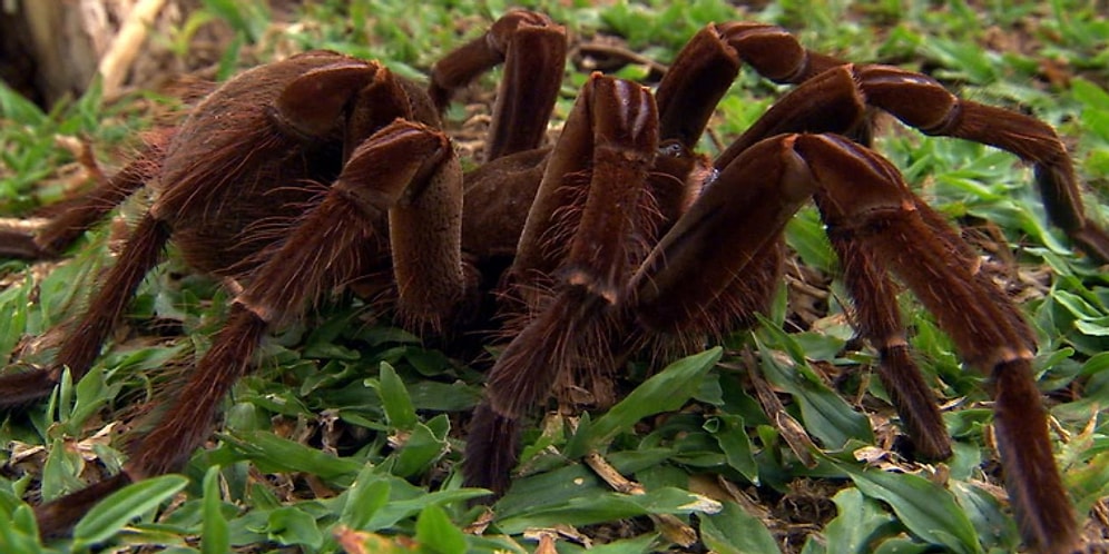 Bir Yılda Bütün İnsanları Yiyebilecek Kapasiteye Sahip Korkutucu Böcek Türü: Örümcekler