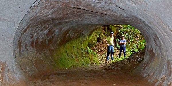 10. Güney Amerika’da yerin altında, devasa esrarengiz tüneller mevcut. Bu tünellerin nesli tükenmiş dev tembelhayvanlar tarafından açıldığı düşünülüyor!