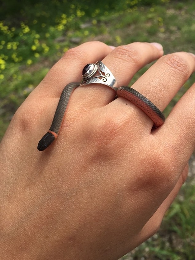4. A small snake that is a part-time accessory.
