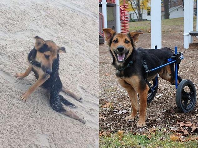8. He found love in his new family, and two new legs, too!