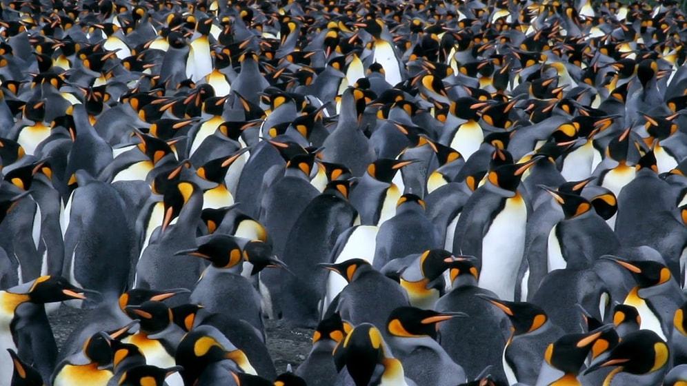 Did You Know We Can See Penguin Poop From Space?