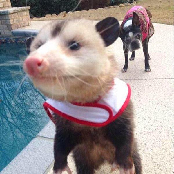Daha önce de birçok defa opossum kurtardığını anlatan Sheri, Opie'nin farklı davrandığını, gitmek istemediğini de anlatıyor.