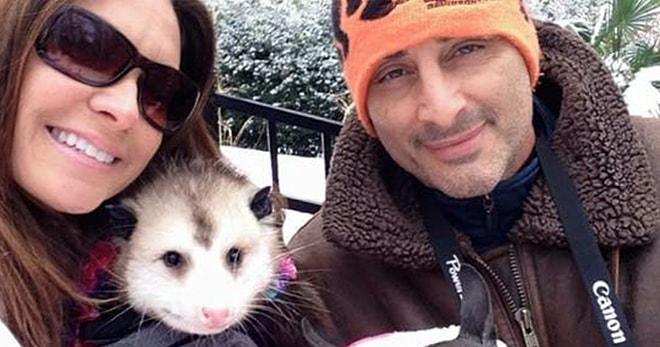 Onu Kurtaran Annesinin Yanından Hiç Ayrılmak İstemeyen Öksüz Opossum Opie ile Tanışın!
