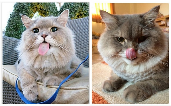 6. Несмотря на всю свою популярность, остается милым кошачьим проказником