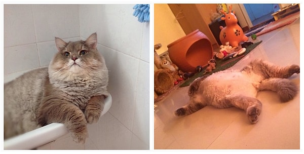 8. Всегда найдет местечко поудобнее