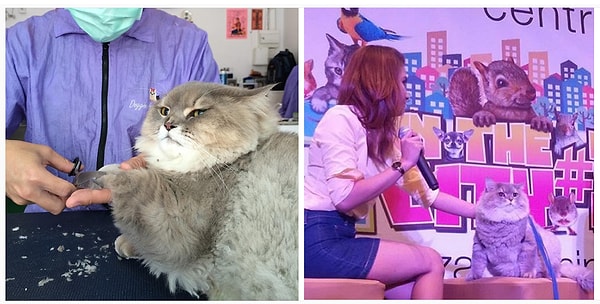 9. Следит за своей внешностью и участвует в различных шоу