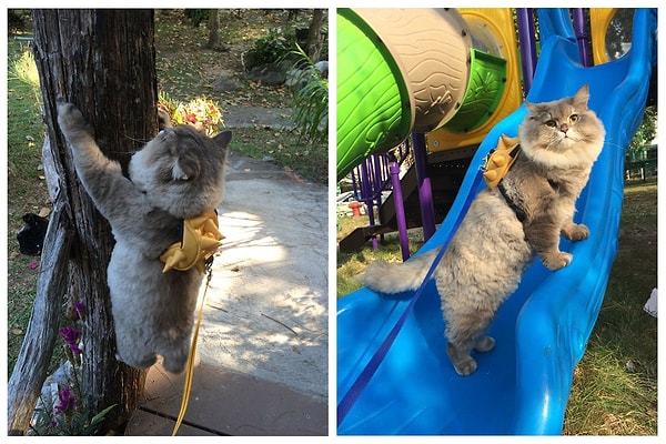 10. Обожает прогулки на свежем воздухе