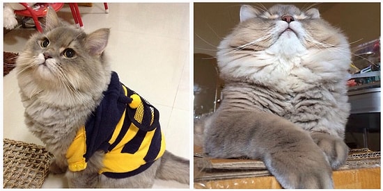 Сверхобаятельный Бон Бон - звезда инстаграма из Таиланда!