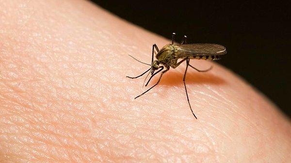 12. Sivrisinekler, insanların savaşta öldürdüklerinden daha fazla insan öldürmüş tek canlıdır.