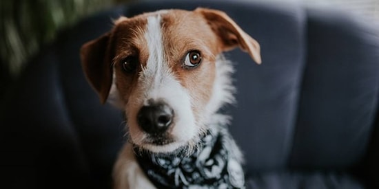 Köpek Sahipleri Buraya: Yavrunuz İstediğini Elde Etmek İçin Sizi Kandırıyor Olabilir!