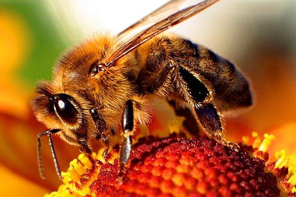 4. Evlatlarının rızkını içkiye yatıran arılar