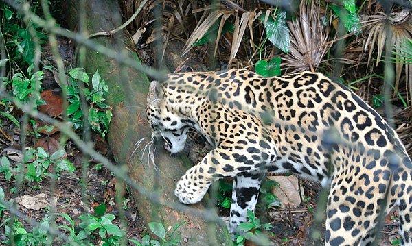 5. Jaguar da durur mu; yapıştırmış kedi nanesini!