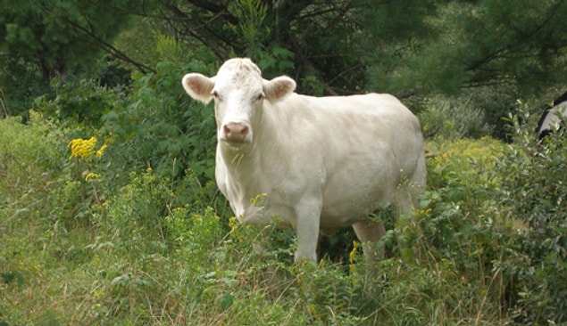 2. In 2002, a cow crossed a 6.5-foot fence in a slaughterhouse in Cincinnati. It managed to run away from the cops for 11 days and made headlines before eventually reaching New York and found its freedom!