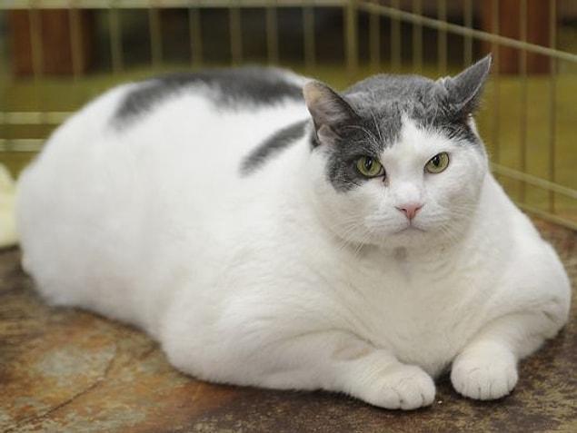 3. The Guinness Book of Records has canceled the category of the fattest animals to prevent people who overfeed their animals in order to break the record.