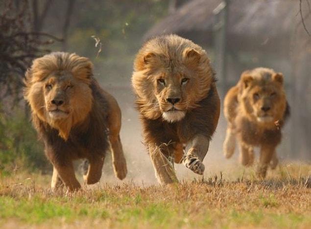 15. In 2005, a girl from Ethiopia was kidnapped by 7 men and they started to beat her. At that moment, a pride of lions came and scared the men away then continued to protect the girl until help arrived.
