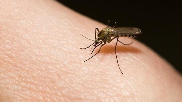 12. Mosquitoes are the only creatures that have killed more people than human beings have in wars.