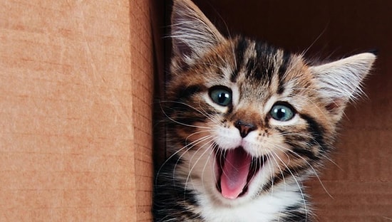 Bilim Açıkladı: Kediniz Sizi Sandığınızdan Daha Çok Seviyor!