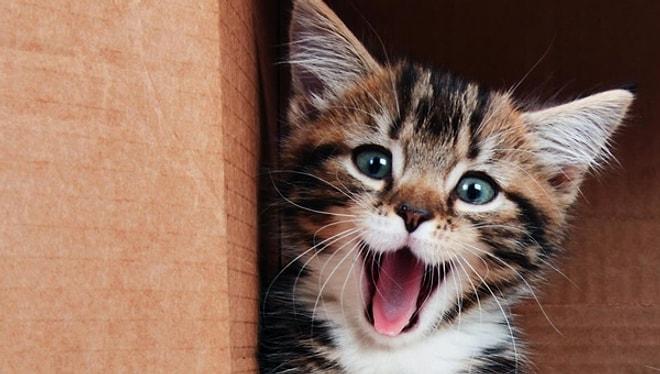 Bilim Açıkladı: Kediniz Sizi Sandığınızdan Daha Çok Seviyor!