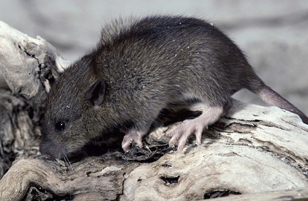 3. Островитяне вымерли из-за крыс?