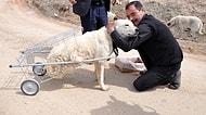 Yürüyemeyen Köpeğe Pazar Arabasından 'Yürüteç' Yapmıştı: Hayvanseverler Mehmet Köksal'ı Yalnız Bırakmadı