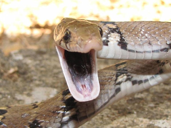 2. Ее глотка выглядит так, будто это отдельная вселенная...