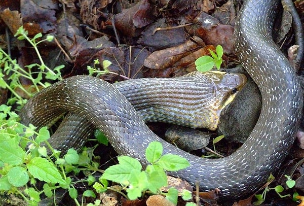 3. Стоп! Мне кажется или она что-то ест?! 😱