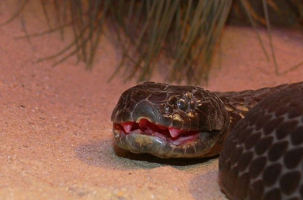 4. Что вы почувствуете, если представите, как "забавные" клыки этой зверюги вонзаются в вашу плоть?