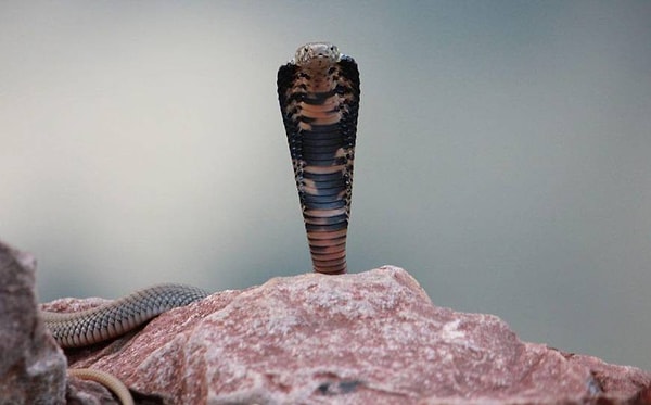 7. Чем-то напоминает длинного таракана. И от этого еще страшнее и противнее...