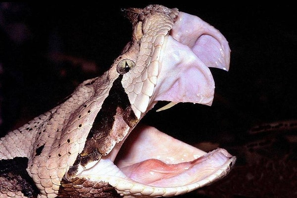 15. Ужас, вы только посмотрите на эти клыки!