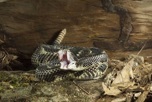 18. Брррр... Хорошо еще, что это не гифка!