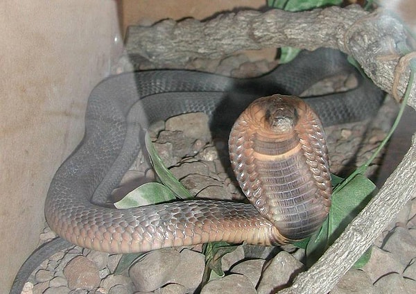 25. Начинаете привыкать или, напротив, с каждым фото становится все хуже и хуже?