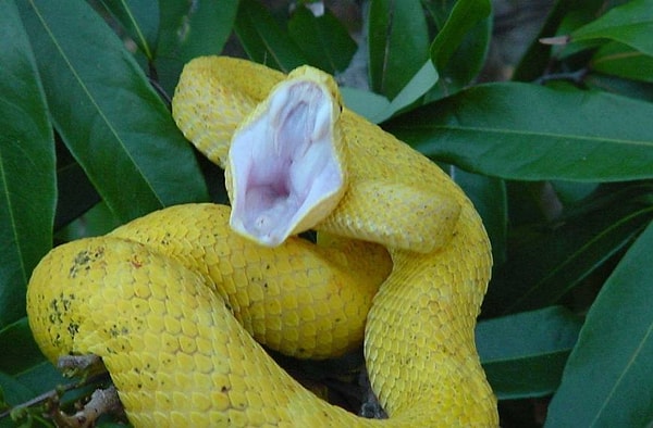 26. Если нет, то у вас почти что наверняка офидиофобия