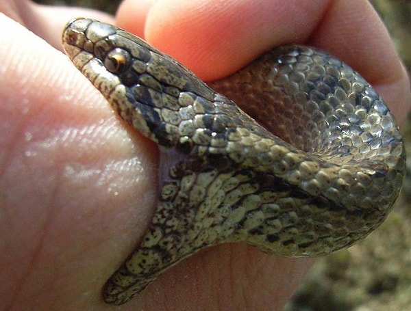 28. Наверное, самое страшное фото для любого офидиофоба