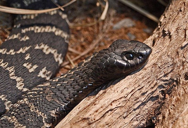 29. Эта милашка передает привет вам и вашим страхам! 🐍