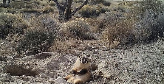 Kocaman İneği Tek Başına Gömüp Üzerine Oturan Porsuk