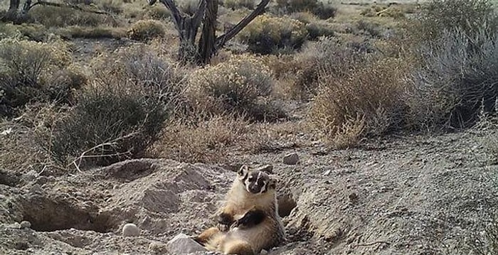 Kocaman İneği Tek Başına Gömüp Üzerine Oturan Porsuk
