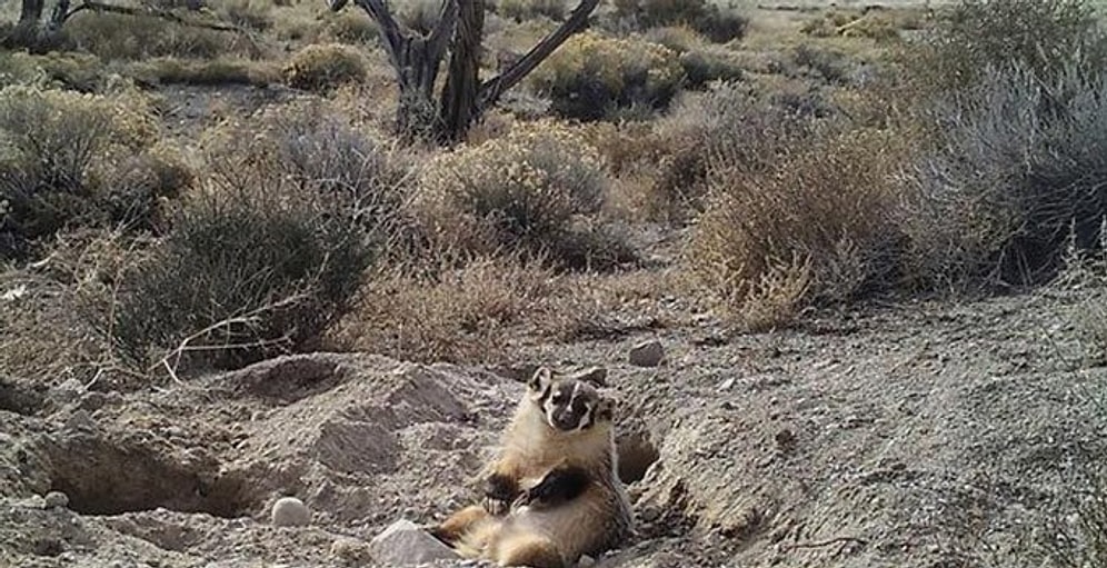 Kocaman İneği Tek Başına Gömüp Üzerine Oturan Porsuk