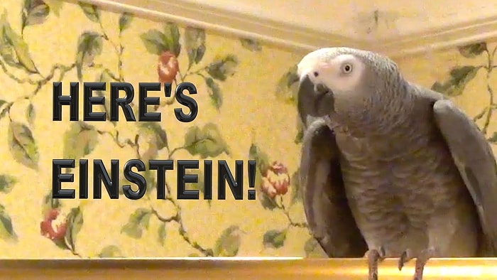 Taklit Konusundaki Yeteneğiyle Durgunluk Veren Papağanla Tanışın: Einstein