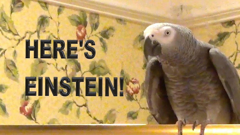 Taklit Konusundaki Yeteneğiyle Durgunluk Veren Papağanla Tanışın: Einstein