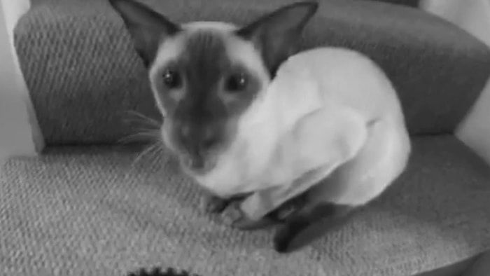 Kedi Miyavlamasını Dijital Ortamda Müziğe Çeviren Yetenekli Adam